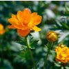 TROLLIUS CULTORUM 'GOLDEN QUEEN' shutt1