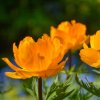 Trollius cultorum 'Golden Queen' ist3