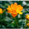 TROLLIUS CULTORUM 'GOLDEN QUEEN' shutt