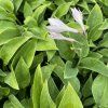 HOSTA 'PACIFIC BLUE EDGE' (FUNKIA)_istock