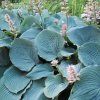 HOSTA 'PACIFIC BLUE EDGE' ( IST1