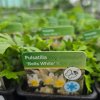 PULSATILLA VULGARIS 'BELLS WHITE'_kak