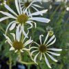 ECHINACEA PALLIDA 'HULA DANCER kak1
