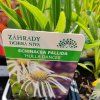 ECHINACEA PALLIDA 'HULA DANCER' kak