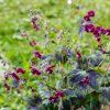 GERANIUM PHAEUM 'SAMOBOR'_istock