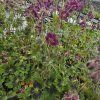 GERANIUM PHAEUM 'SAMOBOR' kak3