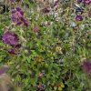 GERANIUM PHAEUM 'SAMOBOR kak2'