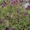 GERANIUM PHAEUM 'SAMOBOR'kak1