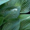 HOSTA 'EMPRESS WU' IST1