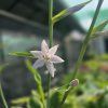 HOSTA 'EMPRESS WU' kak1