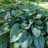 HOSTA 'EMPRESS WU' (FUNKIA)_istock