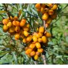 HIPPOPHAE RHAMNOIDES 'LEIKORA' SHUTT1