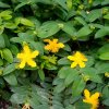 HYPERICUM CALYCINUM ist