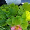 GEUM 'BOHEMIA PINK' kak2