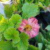 GEUM 'BOHEMIA PINK' kak3