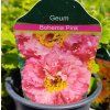 GEUM 'BOHEMIA PINK' kak