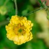 Geum 'Golden Joy' ist2