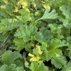 GEUM 'GOLDEN JOY' kak