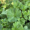 GEUM 'GOLDEN JOY' kak1