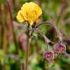 GEUM 'GOLDEN JOY'_istock