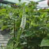 VERONICA SPICATA 'FIRST LADY' kak