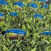 DIANTHUS DELTOIDES 'BRILLIANT kak4