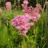 FILIPENDULA 'KAHOME' IST2