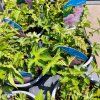 FILIPENDULA 'KAHOME' kak1