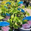 FILIPENDULA 'KAHOME' kak
