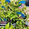 FILIPENDULA 'KAHOME' kak2