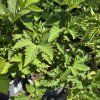 FILIPENDULA 'KAHOME' kak