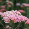 ACHILLEA 'APPLEBLOSSOM' ist2