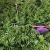 ACHILLEA MILLEFOLIUM 'APPLEBLOSSOM' kak1