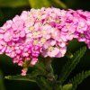 ACHILLEA 'APPLEBLOSSOM' (REBRÍČEK 'APPLEBLOSSOM')