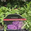 ACHILLEA MILLEFOLIUM 'APPLEBLOSSOM' kak