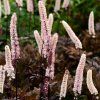ACTAEA SIMPLEX 'PINK SPIKE IST