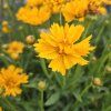 COREOPSIS GRANDIFLORA 'EARLY SUNRISE' kak2