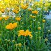 COREOPSIS GRANDIFLORA 'EARLY SUNRISE kak1