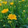 COREOPSIS GRANDIFLORA 'EARLY SUNRISE kak2