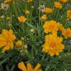 COREOPSIS GRANDIFLORA 'EARLY SUNRISE' kak1