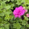 Pelargonium peltatum blue kak1