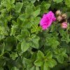 Pelargonium peltatum blue kak2