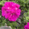 PELARGONIUM PELTATUM 'BLUE'_kak4
