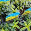 HELIANTHEMUM 'GOLDEN QUEEN' kak3
