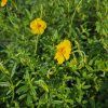 HELIANTHEMUM 'GOLDEN QUEEN' kak2