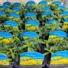 HELIANTHEMUM 'GOLDEN QUEEN' kak