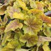 HEUCHERA NORTHERN EXPOSURE 'SIENNA' (HEUCHERA) kak1