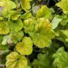 HEUCHERA NORTHERN EXPOSURE 'SIENNA' (HEUCHERA)kak 2