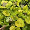 HEUCHERA NORTHERN EXPOSURE 'SIENNA' (HEUCHERA) kak3