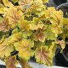 HEUCHERA NORTHERN EXPOSURE 'SIENNA' (HEUCHERA) kak
